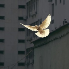Free Doves
