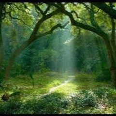 Deepest Forest