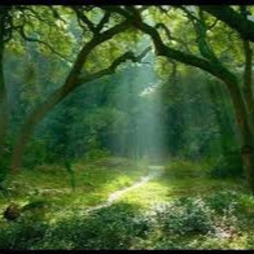 Deepest Forest
