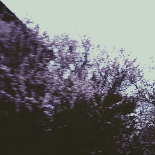 Enshrouded by April Veil