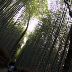 One Minute in the Arashiyama Bamboo Grove (Kyoto): May 18