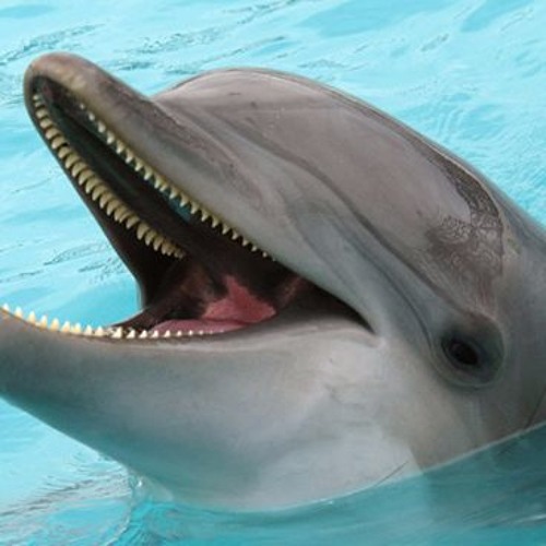 Sea world Underwater animals, Animals beautiful, Marine animals