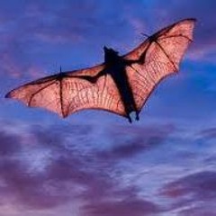 Bat Out Of Hell