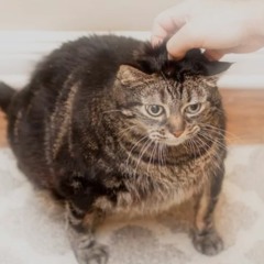 Migikata no Chou Iroha test 2