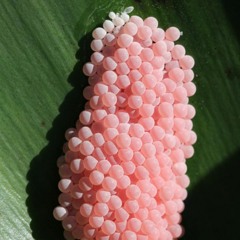 insect lecture (ZOIA first patch)