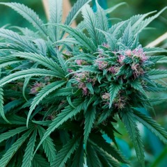 Kabel K @ Humboldthain 19.04.19