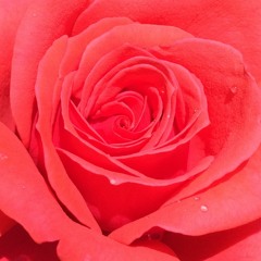 Se Tu Della Mia Morte