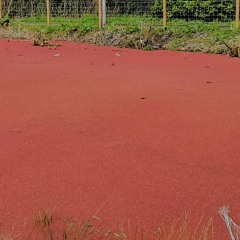 From The Red Pond