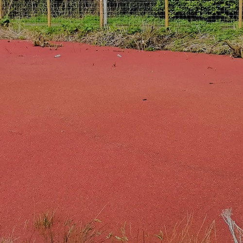 From The Red Pond