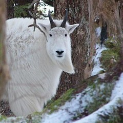 Goat Court: Alaska