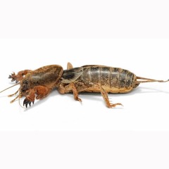 Gryllotalpa gryllotalpa European mole cricket song Grillotalpa canto