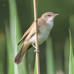 Common Nightingale And Great Reed Warbler At Dawn - Étang Salé De Courthézon, France