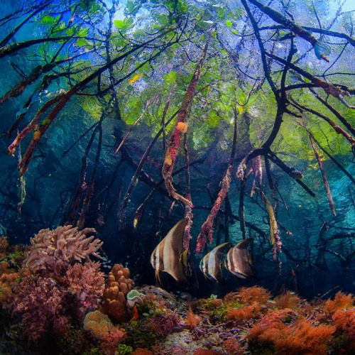 Brain Modul & Rubuscubus - Underwater Experience 148BPM A SC PRE @ work