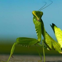 Mantis Lords (Hollow Knight Remix)