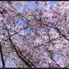 Cherry Blossoms