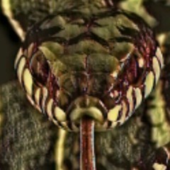 PROPHE6 - SNAKES - (prod. Black Records)