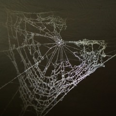 Spider Silk