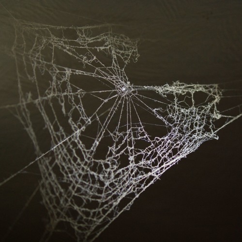 Spider Silk