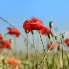 Sea Poppies