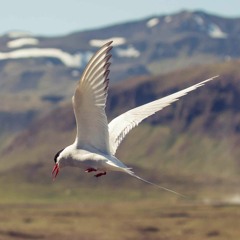 Rhem - Berlin Bird (Original Mix) CUT
