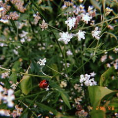 Tyesha Renee - Be Mine (mattdeguia beat)