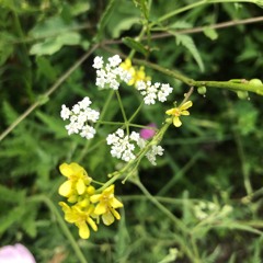 Boiling Point (Phone Recording-2014)