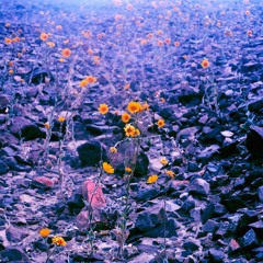 meadow