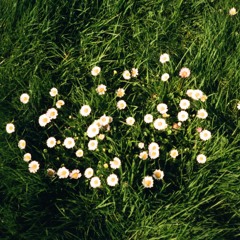 buttercup