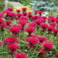 BEE BALM