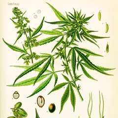 2.10 Interview with Travis Higginbotham pt. 1