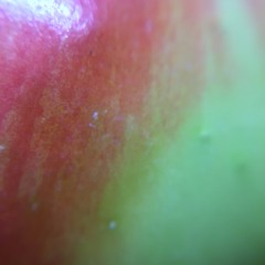 What It Could Be (Vitagliano)