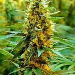 Rollin Over Ft. jesse2checkz