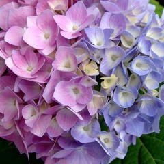 Hydrangea