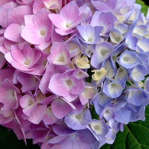 Hydrangea