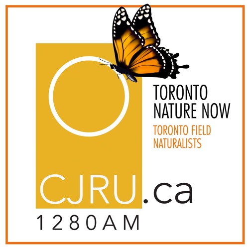 Toronto Nature Now Ep. 25: Fibonacci Sequence