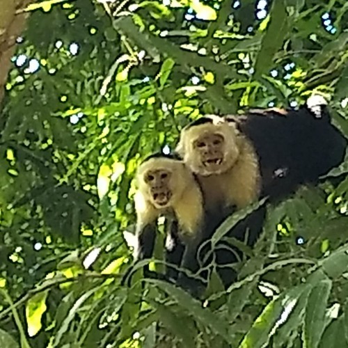 Monkey Teachers