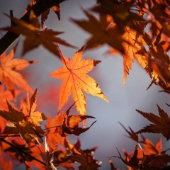 Fall