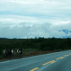 Tree Top (feat. Gloria de Oliveira)