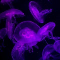 Aeromatic -Meduza ( Original Mix ) FREE