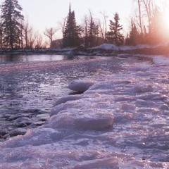 The Flowers I Brought You