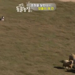양몰이 강아지 칸.