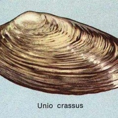 Unio
