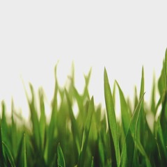 The Garden of Love with Connor Burns