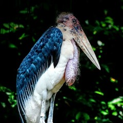 DOCRU RCP - Leptoptiluscrumenifer prod.IacsRCP