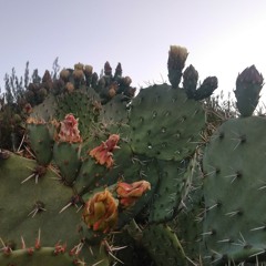 Eve's Cottage,  Taliesin West 5:00 AM