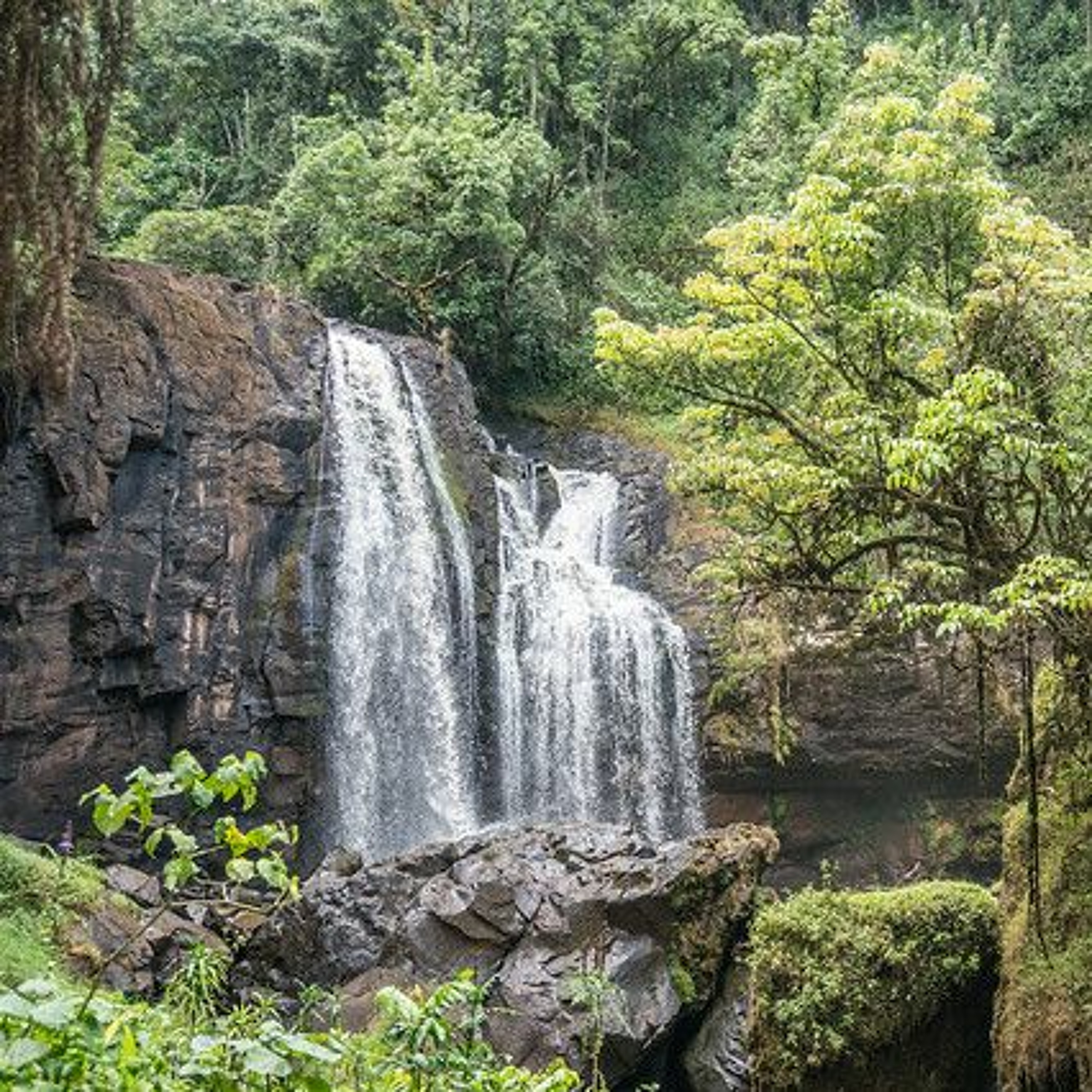 Center for International Forestry Research (CIFOR)