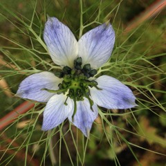 I Will Give My Love an Apple – Acapella