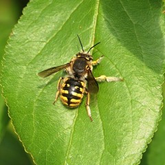 Bee Leaf