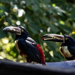 Bird Song Remix