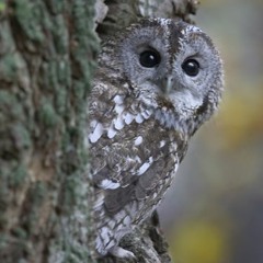 tawny owl - La chouette Hulotte